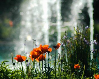 Close-up of red flowers in field