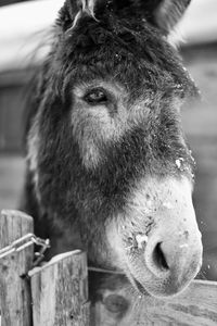 Close-up of a donkey