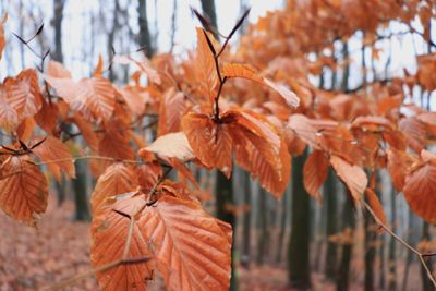 Close-up of autumnal leaves against blurred background