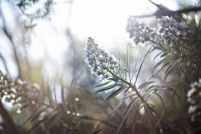 Low angle view of plants against sky