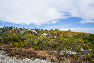 Plants growing on land against sky