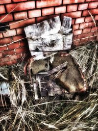 High angle view of lizard on hay