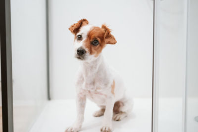 Beautiful jack russell dog sitting in shower ready for bath time. pets indoors at home