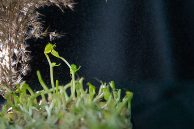 plant