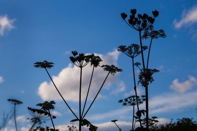 Low angle view of flowering plants against blue sky