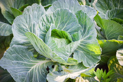 Close-up of fresh green plant in field