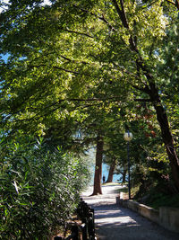 Trees in sunlight