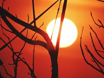 Low angle view of silhouette tree against orange sky