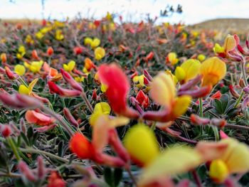 Close-up of poppy flowers blooming on field