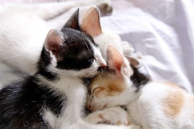 Cat sleeping on bed