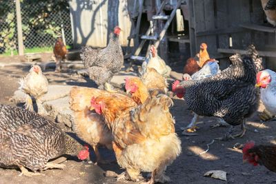 High angle view of hens at farm