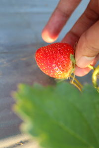 Close-up of hand holding strawberry