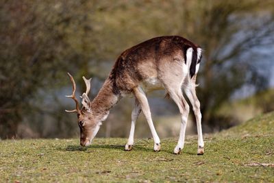 Deer grazing on field against trees