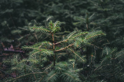 Close-up of fern growing on tree