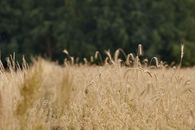 View of stalks in field