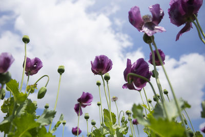 Close-up of purple flowering plants against sky