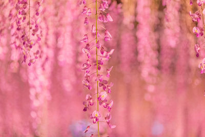 Close-up of purple flowering plant