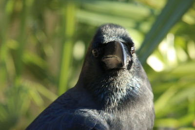 Close-up of an animal