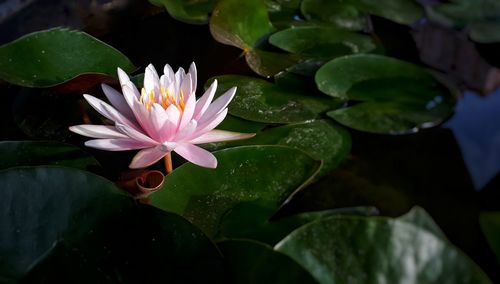 Close-up of lotus water lily in lake