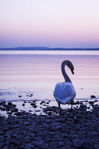 View of swan on beach