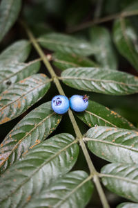 Close-up of fruits growing on plant
