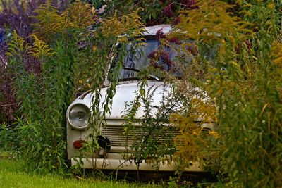 Plants against trees