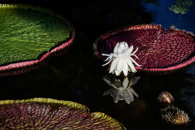 High angle view of lotus water lily in pond