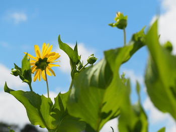 Low angle view of flowers against sky