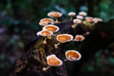 Close-up of mushroom growing on tree trunk