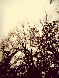 Low angle view of bare trees against sky