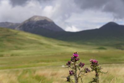 Flowers growing in field against mountain range