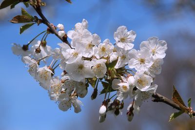 Low angle view of cherry blossoms in spring