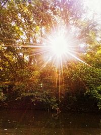 Sun shining through trees