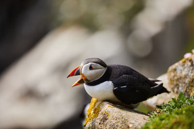 Puffin birds on the saltee islands in ireland, fratercula arctica