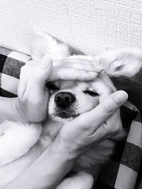 High angle view of hand holding dog