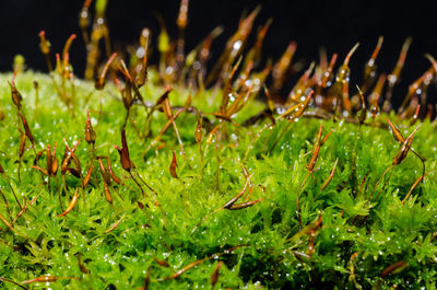 Close-up of plants at night