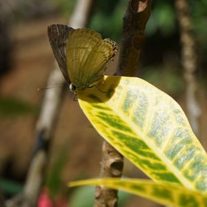 Close-up of butterfly perching on plant