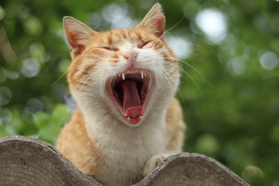 Close-up of cat yawning