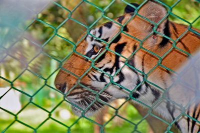 Close-up of giraffe in cage