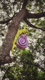 Low angle view of flower tree