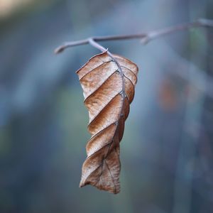 Brown tree leaves in the nature