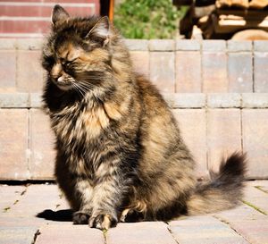 Cat looking away while sitting on footpath