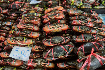 Alive sea crabs tied for sale at the seafood market