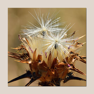 Close-up of wilted plant