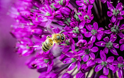 Close-up of bee pollinating on purple flower