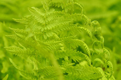 Close-up of leaves