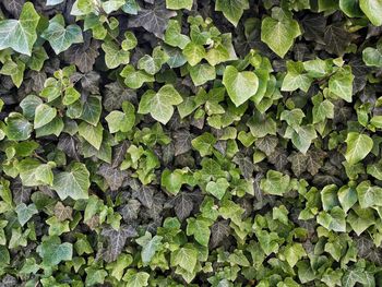 Full frame shot of ivy leaves