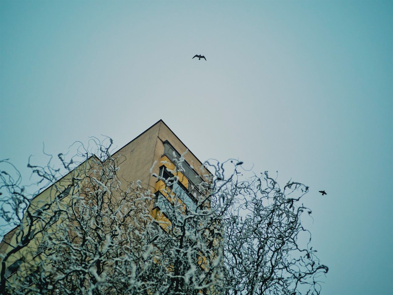 LOW ANGLE VIEW OF BIRD FLYING IN SKY