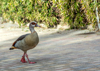 Close-up of duck