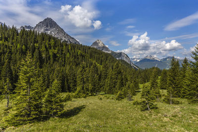 Pine trees in forest against sky